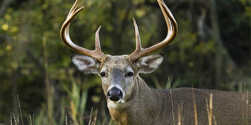 Man loses gun, hunting permit after shooting roadside deer in near Aquinnah