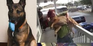 Dog thrown from florida balcony recovering, foster family lined up