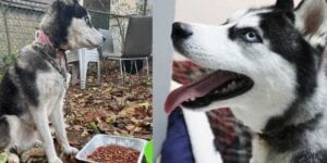 Jersey couple left dog chained up in backyard after moving to georgia, now facing charges
