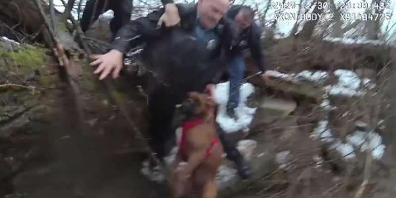 Watch as police officers jump in frigid river to save stranded dog