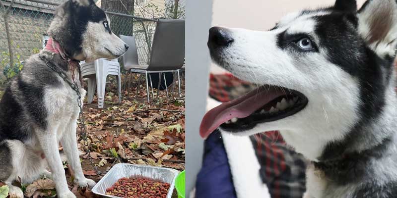 Jersey couple left dog chained up in backyard after moving to Georgia, now facing charges
