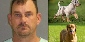 Man shot killed fiancée's two dogs, made her son shoot one too in port orange