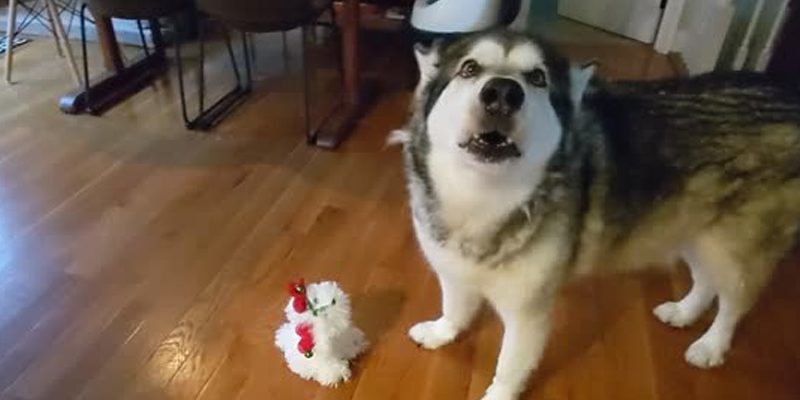 The Daily Cute: Dude the Malamute not impressed with new Christmas toy The Daily Cute: Dude the Malamute not impressed with new Christmas toy
