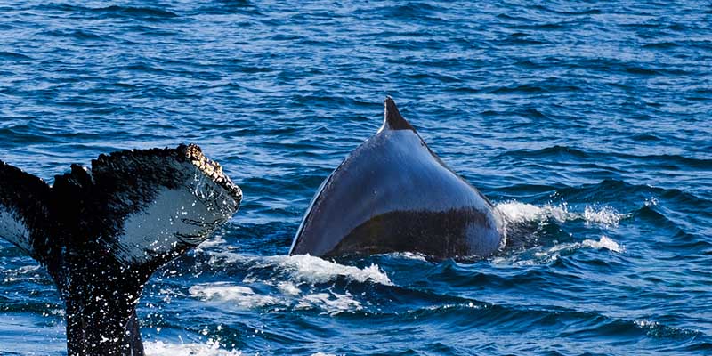 Humpback whale spotted in Hudson River near Midtown Manhattan
