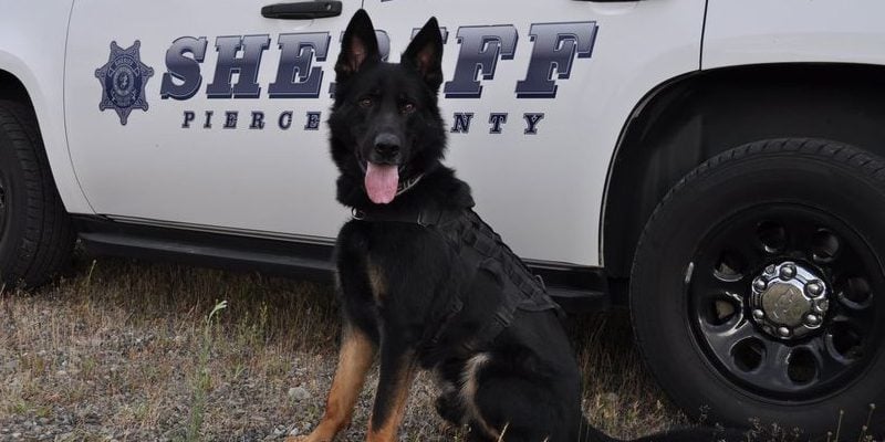 Courageous Pierce County K-9 Deputy Helps during Bust During Domestic Dispute in Edgewood