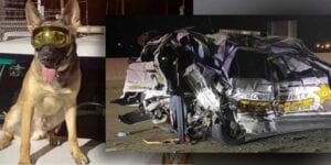 Beloved k-9 deputy killed by dui driver in highway traffic stop crash