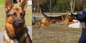 Pasco county sheriffs dept. Bids farewell to k-9 cop ace