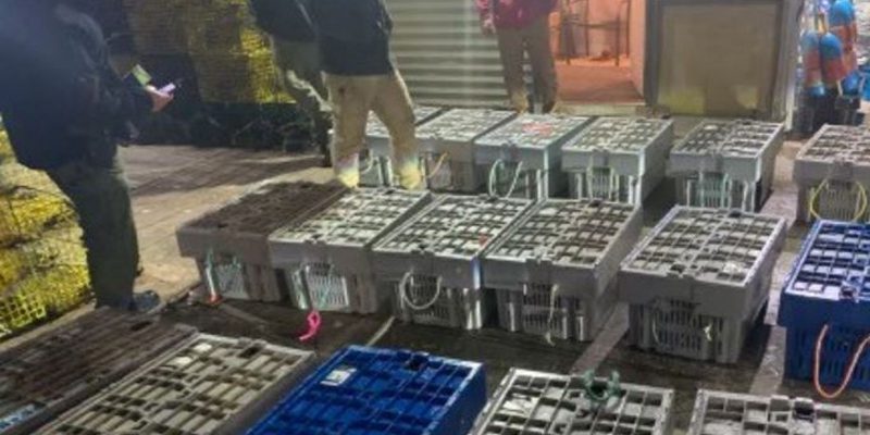 Illegal Catch: Massachusetts Lobster Poachers Charged