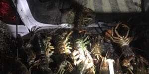 Scuba diving lobster poachers charged for illegal catch