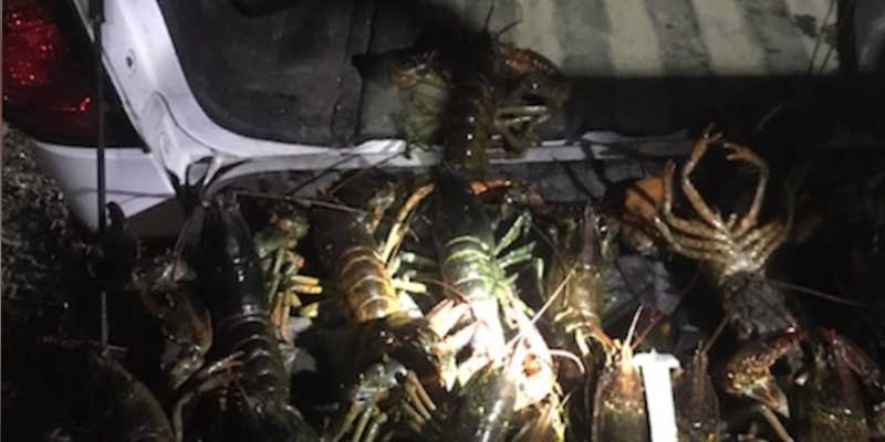 Scuba diving lobster poachers charged for illegal catch