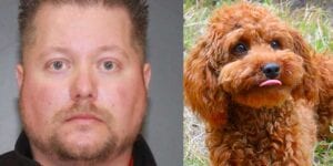 Green island man kicked, killed toy poodle, charged for animal cruelty