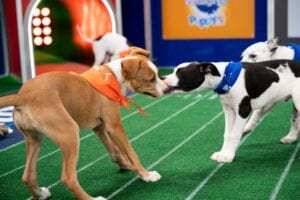 Puppy Bowl XVII kicks off in February