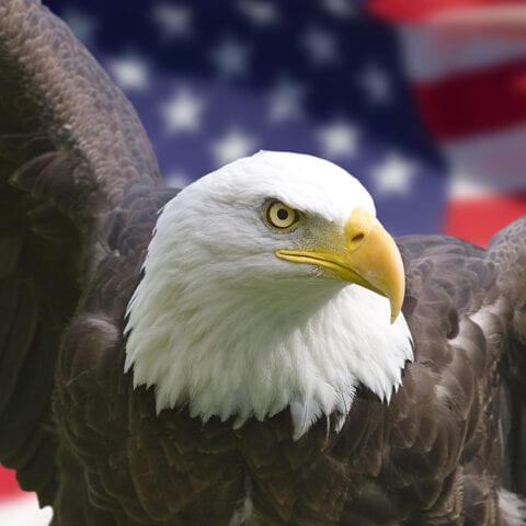 Homer man receives federal prison sentence for possession of the feather of a bald eagle - photo licensed by shore news network.