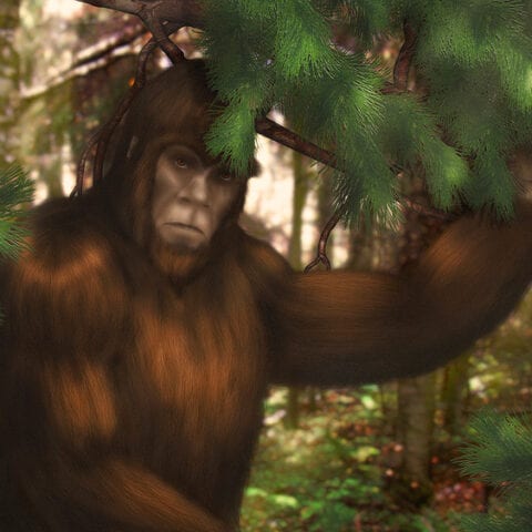 Lawmaker introduces bill to allow for big foot hunting season - photo licensed by shore news network.