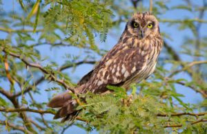 Three charged with trafficking short-eared owls