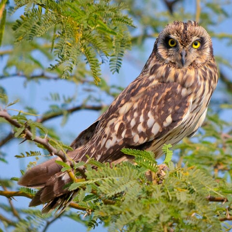 Three charged with trafficking short-eared owls - photo licensed by shore news network.