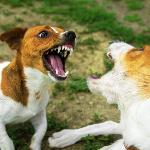 Cane valley kennels dog-fighting trainer and breeder sentenced to five years imprisonment - photo licensed by shore news network.