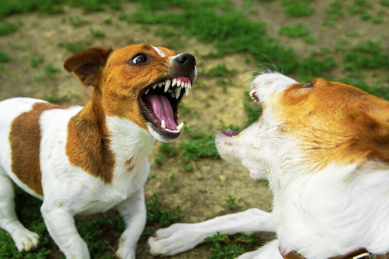 Placerville Man Charged with Possessing 27 Dogs for Use in Dog Fighting