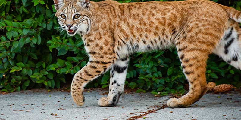 Bobcat spotted on Hazelbrook Road in Wayland