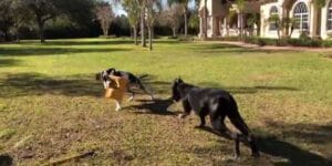 Watch these porch pirate pooches scrap over looted Amazon delivery