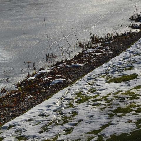Dead body found on ice-covered duck pond in new haven - photo licensed by shore news network.