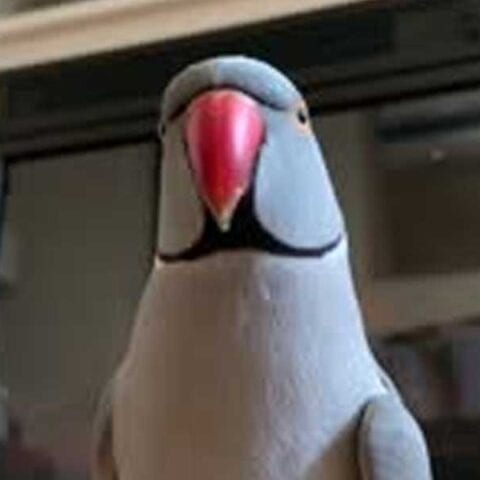 This parrot is smarter than most members of congress - photo licensed by shore news network.