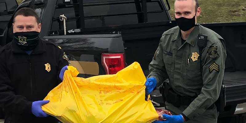 Police salvage 700 pound moose hit by car, feed those in need in community