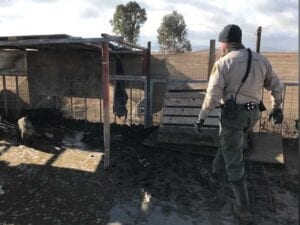 Deputies seize neglected pigs, now up for adoption