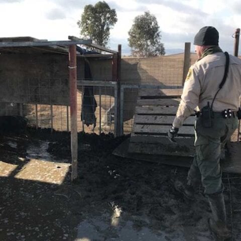 Deputies seize neglected pigs, now up for adoption - photo licensed by shore news network.