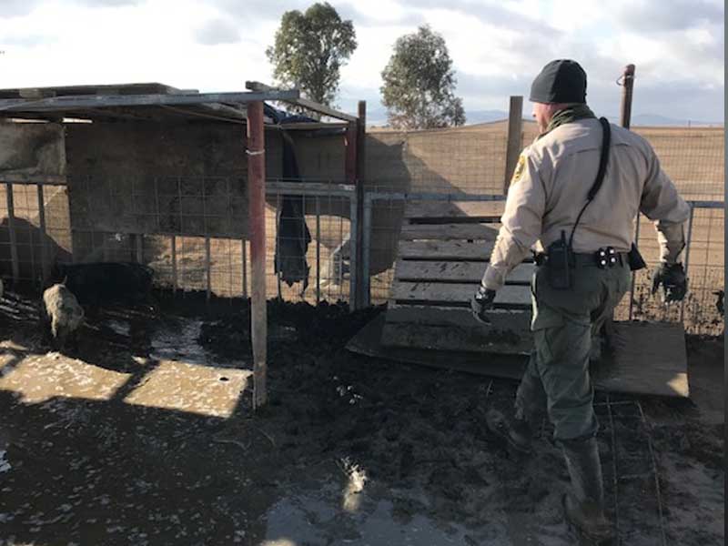 Deputies seize neglected pigs, now up for adoption
