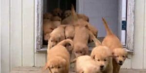This group of golden retriever puppies are a great way to start 2021