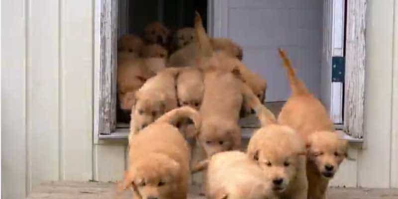 This group of golden retriever puppies are a great way to start 2021