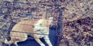 $1,000 reward offered to find the person who abandoned this dog in the woods at the jersey shore