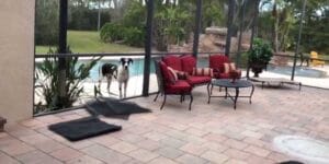Watch Great danes make their own doggy door in moms screened in porch