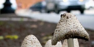 Cops bust man selling lsd, shrooms, pot in public park