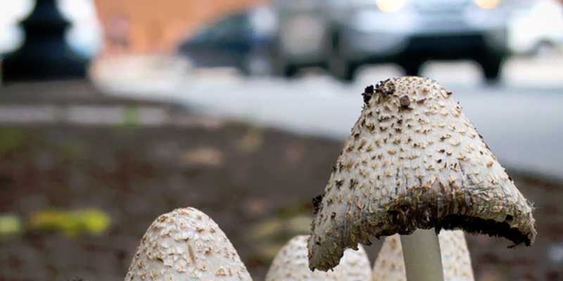 Cops bust man selling LSD, shrooms, pot in public park