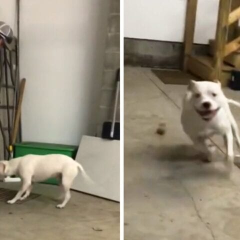 Watch this dog go crazy after being apart from dad for two weeks - photo licensed by shore news network.