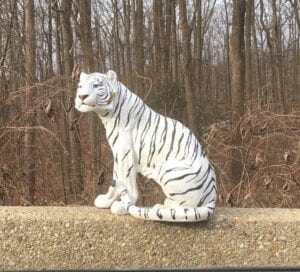 White tiger in rockville causes stir