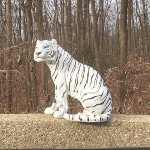 White tiger in rockville causes stir - photo licensed by shore news network.