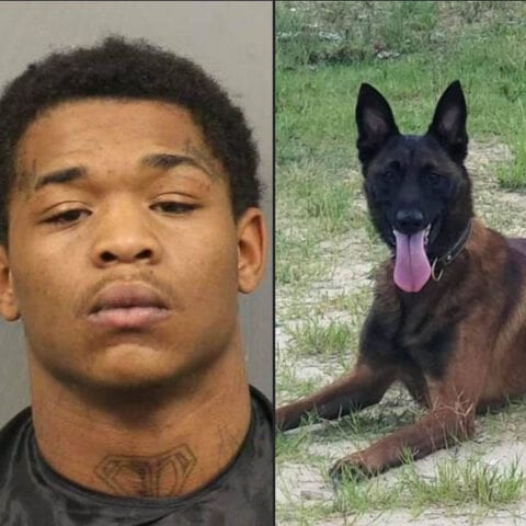 Suspect arrested with help of police k-9 - photo licensed by shore news network.