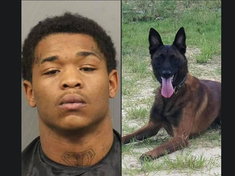 Suspect arrested with help of police K-9