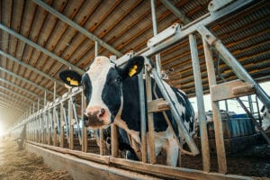 Bill gates says america should switch to synthetic beef because cows cause global warming