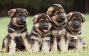 Man gets 5 years in prison for killing four german shepherd puppies