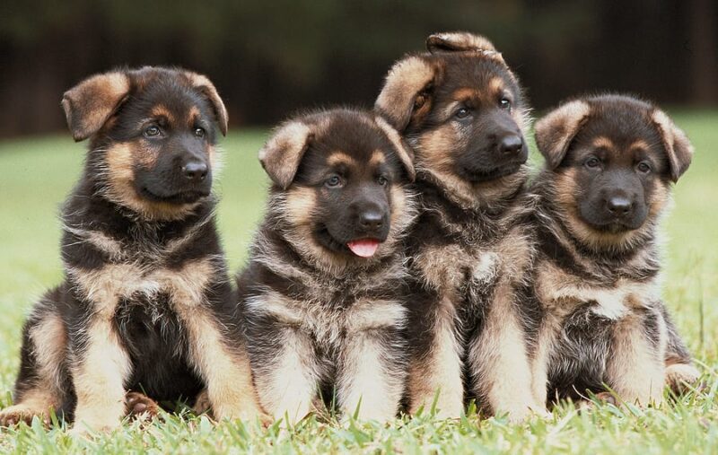 Man gets 5 years in prison for killing four German shepherd puppies
