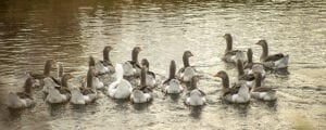 Two virginia men sentenced for unlawfully transporting waterfowl into the united states from canada