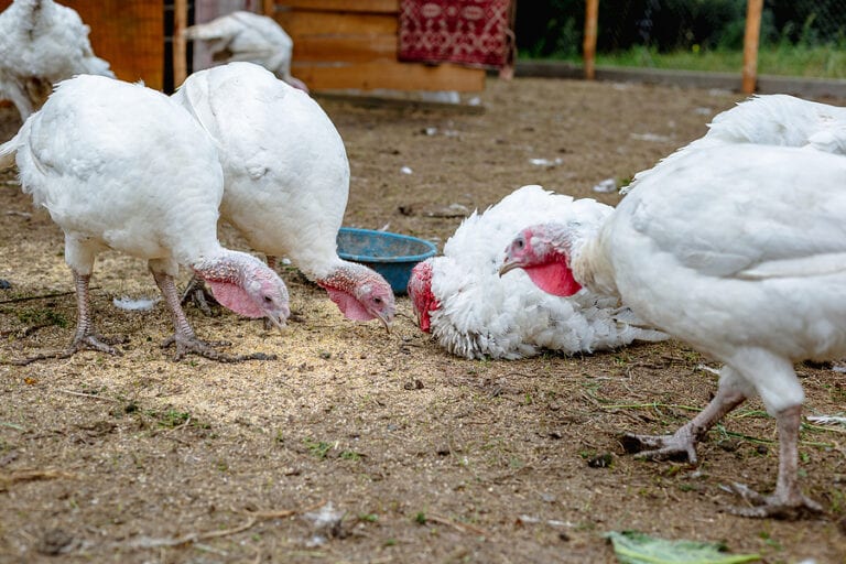 Kentucky says highly lethal bird flu confirmed in turkey flock - photo licensed by shore news network.