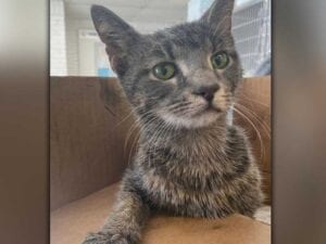 Cat rescued after being abandoned, locked in truck in newark junkyard