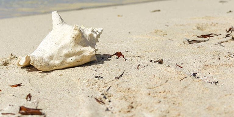 Man charged for illegal possession of conch near sunset key - photo licensed by shore news network.