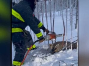 Watch as new jersey firefighters use jaws of life to rescue deer stuck in fence
