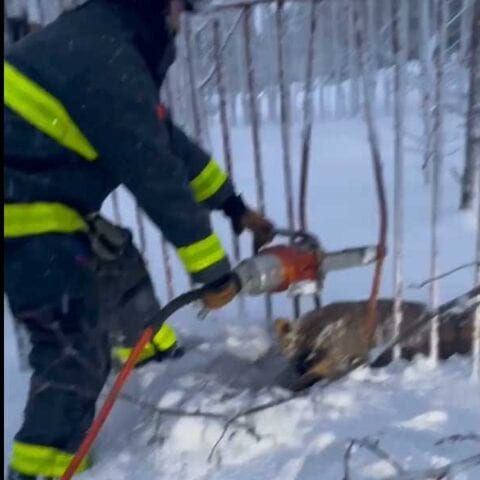 Watch as new jersey firefighters use jaws of life to rescue deer stuck in fence - photo licensed by shore news network.